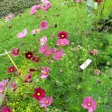 Cosmos bipinnatus 'Rubenza' (2)